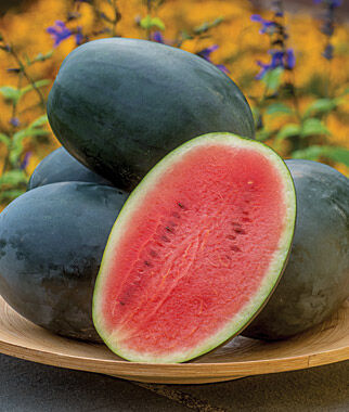 Watermelon, Little Darling Hybrid - Plants Seeds