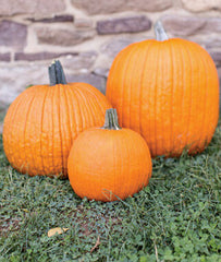 Pumpkin,?The?Wrinkles?Family Collection - Plants Seeds