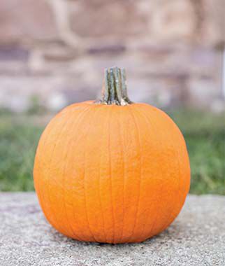 Pumpkin Baby Wrinkles Hybrid