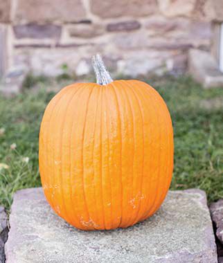 Pumpkin Mr. Wrinkles Hybrid