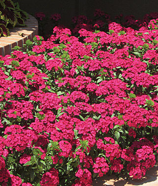 Dianthus Jolt Cherry