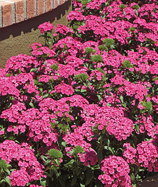 Dianthus Jolt Pink