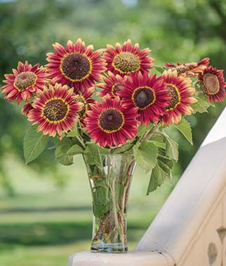 Sunflower, Crimson Blaze - Plants Seeds