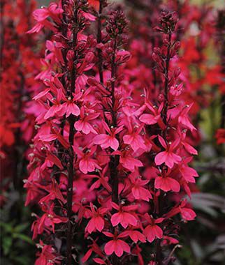 Lobelia speciosa Starship Deep Rose