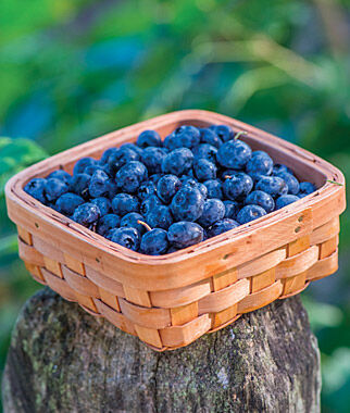 Blueberry, Razz - Seedsplant