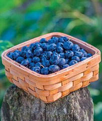 Blueberry, Razz - Seedsplant