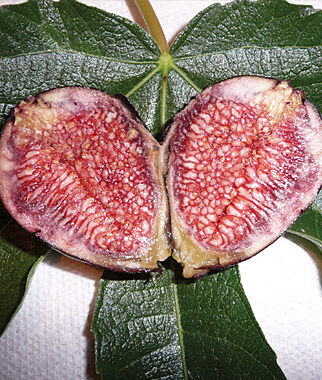 Fig Violette de Bordeaux