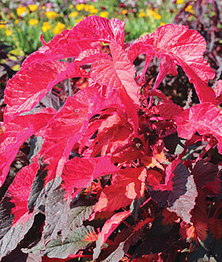 Amaranthus Molten Fire