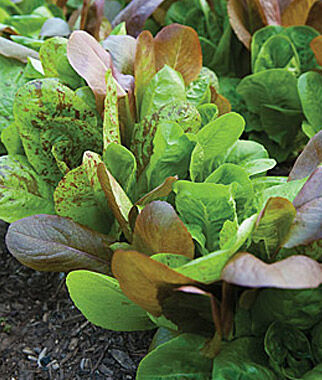 Lettuce, All Season Romaine Blend - Seedsplant