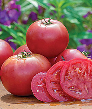 Tomato Umamin Hybrid