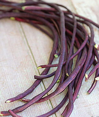 Bean, Asparagus Red Podded - Plants Seeds