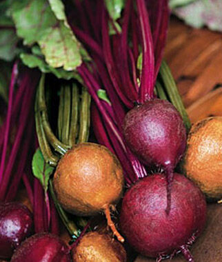 Beet, Cook's Custom Blend - Plants Seeds