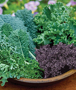 Kale, Blend - Plants Seeds