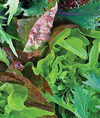 Mesclun Provencal Mix