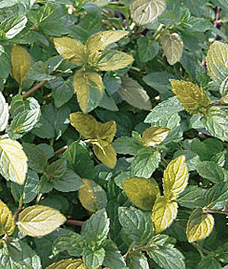 Mint Peppermint Variegated
