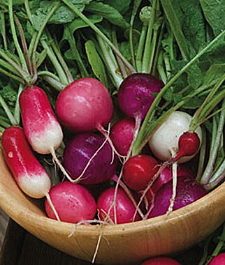 Radish, Cook's Custom Blend - Plants Seeds