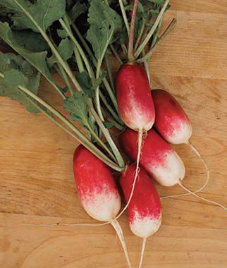 Radish, D'Avignon - Plants Seeds