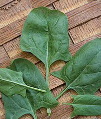 Spinach, Indian Summer Hybrid - Plants Seeds