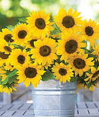 Sunflower, Sunny Bunch - Plants Seeds