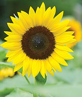 Sunflower, Jua Maya Hybrid - Plants Seeds