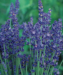 Lavender, Munstead - Seedsplant