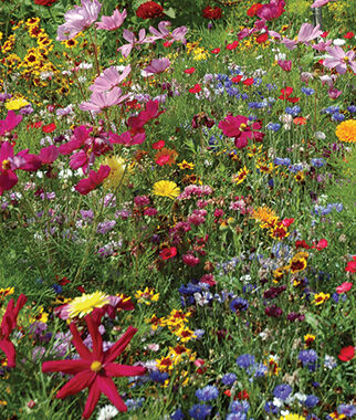 burpee hummingbird and butterfly mix wildflower seeds Wildflowers Hummingbird & Butterfly Mix