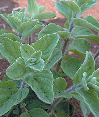 Oregano Cleopatra Organic