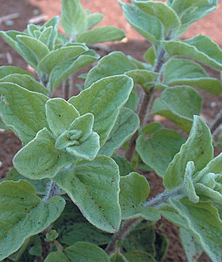 Oregano, Cleopatra Organic - Plants Seeds