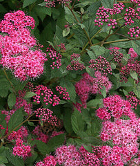 Spirea, Double Play Pink - Plants Seeds