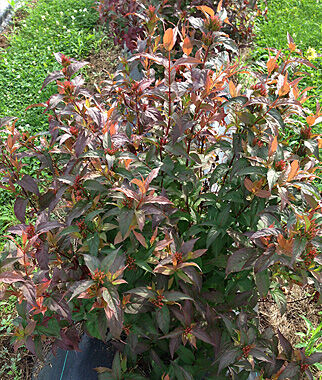 Diervilla rivularis, Kodiak Red - Seedsplant