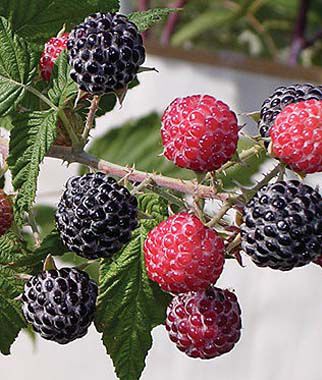 Raspberry, Niwot - Plants Seeds