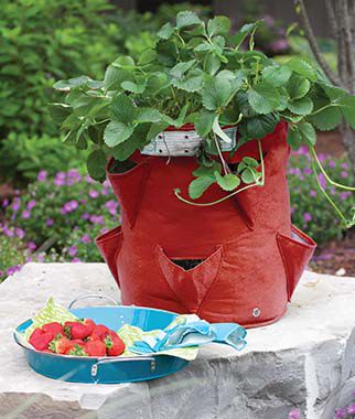 Strawberry Planter - Plants Seeds