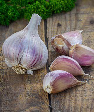 Garlic, Georgia Crystal - Plants Seeds