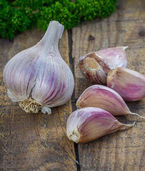 Garlic, Georgia Crystal - Plants Seeds