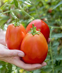 Tomato, Gladiator Hybrid - Plants Seeds