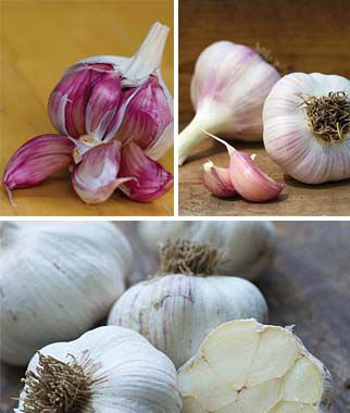 Favorite Northern Garlic Collection - Plants Seeds