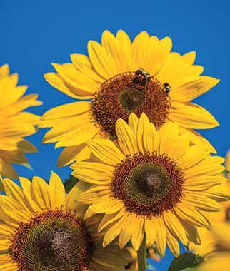 Sunflower, Treasure Mountain Hybrid - Plants Seeds