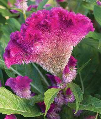 Celosia cristata, Fan Dance Purple - Plants Seeds