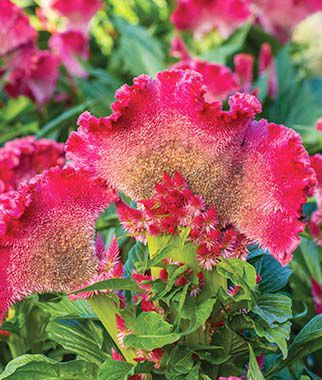 Celosia cristata  Fan Dance Scarlet