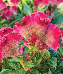 Celosia cristata,  Fan Dance Scarlet - Plants Seeds