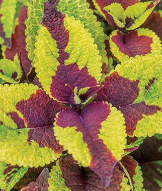 pineapple surprise plant Coleus Pineapple Surprise