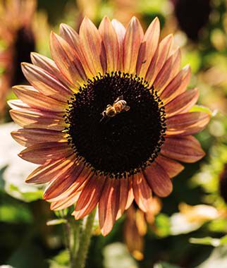 Sunflower Suntastic Pink Bicolor Hybrid