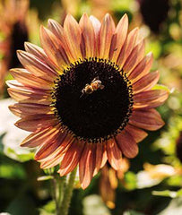 Sunflower, Suntastic Pink Bicolor Hybrid - Plants Seeds