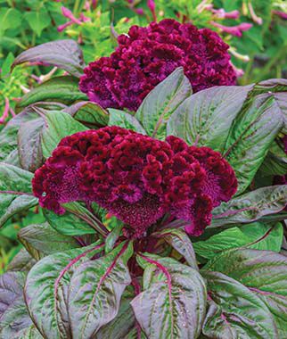 Celosia cristata Gypsy Queen