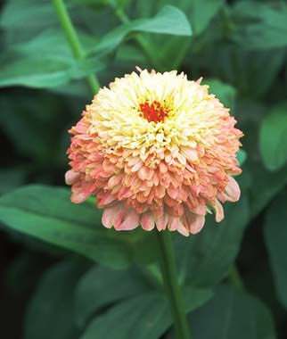 Zinnia scabiosa Zinderella Peach