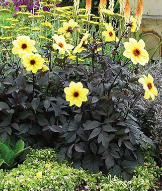 mystic illusion dahlia seeds Dahlia Mystic Illusion