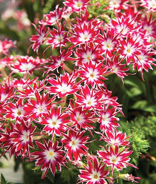 Phlox, Popstars Bright Rose with Eye Hybrid - Plants Seeds