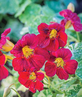 Nasturtium Troika Red