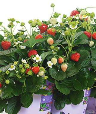 Strawberry, Delizz - Plants Seeds