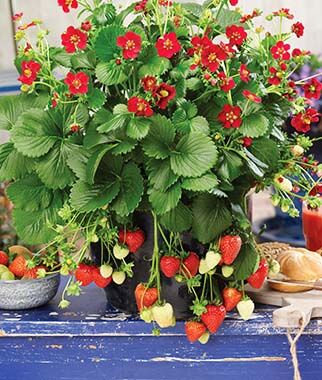 Strawberry, Ruby Ann - Plants Seeds